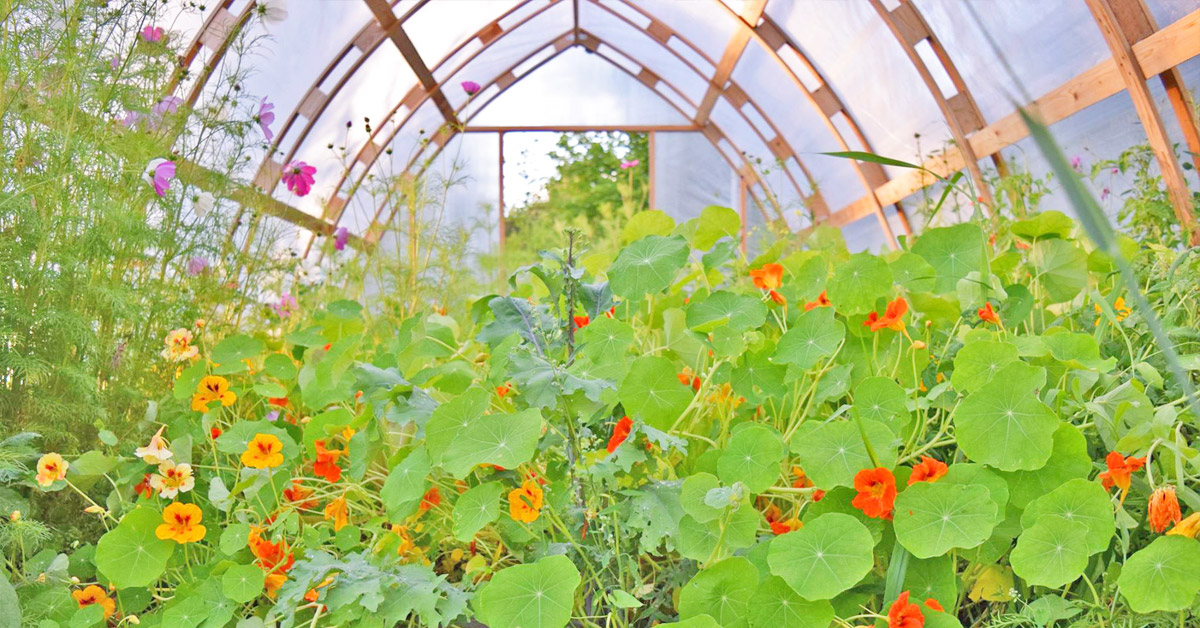 Stunning Flowers in a Gothic Arch Greenhouse Stunning nasturtiums in full bloom in a beautiful Gothic Arch Greenhouse designed by Argenta Greenhouse Company.